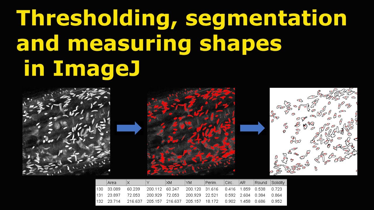 Пороговая сегментация и измерение форм в ImageJ