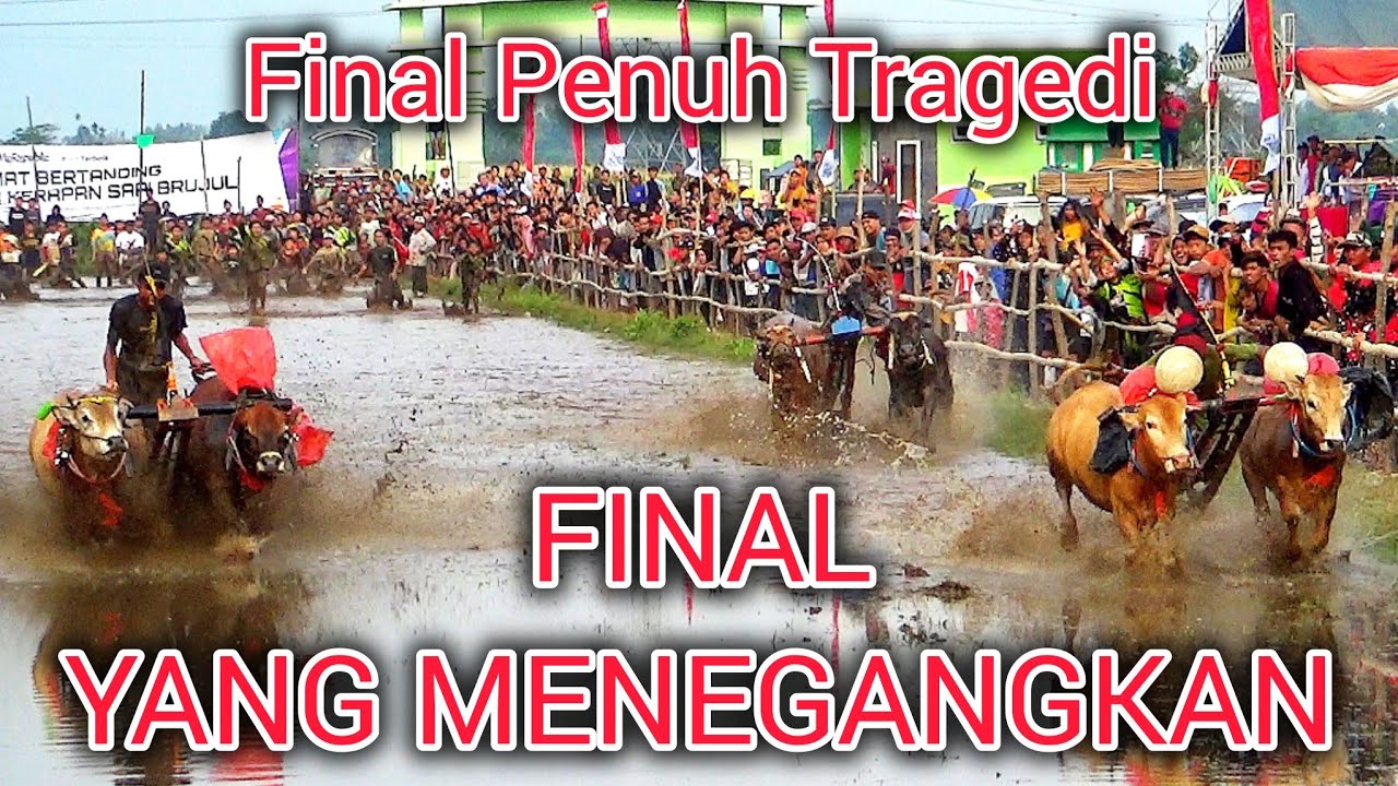 BABAK KETIGA SAMPAI FINAL KARAPAN SAPI BRUJUL SEMIPRO 2025 PART 3