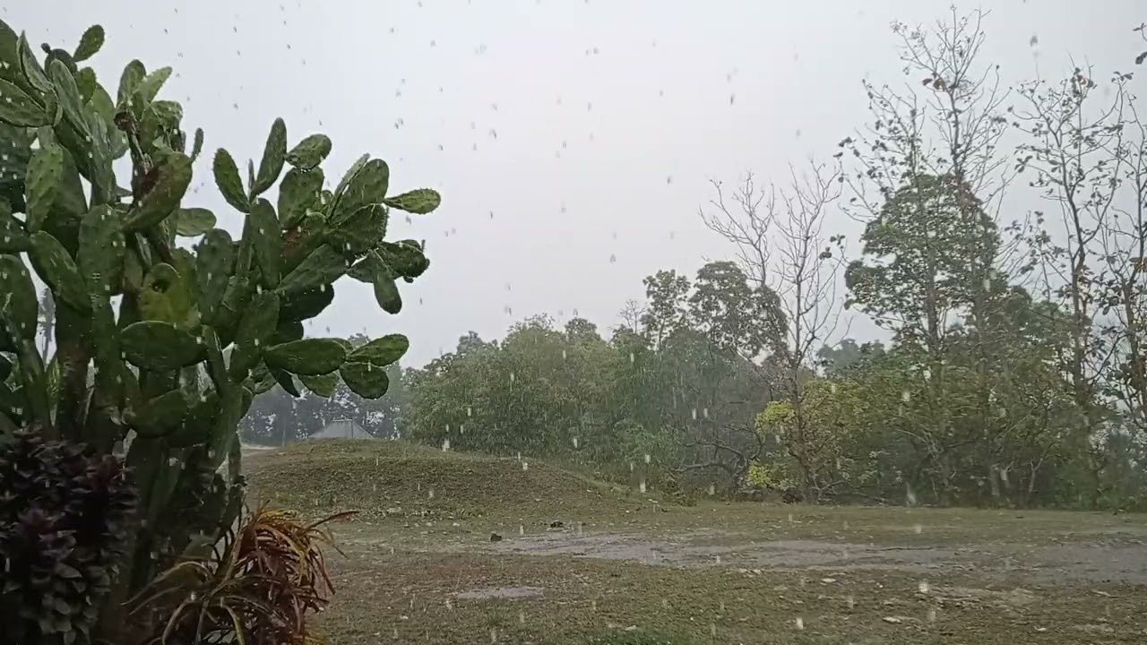 Heavy Tropical Rain Sounds on Leaves | No Music | 30 Minutes for Sleep