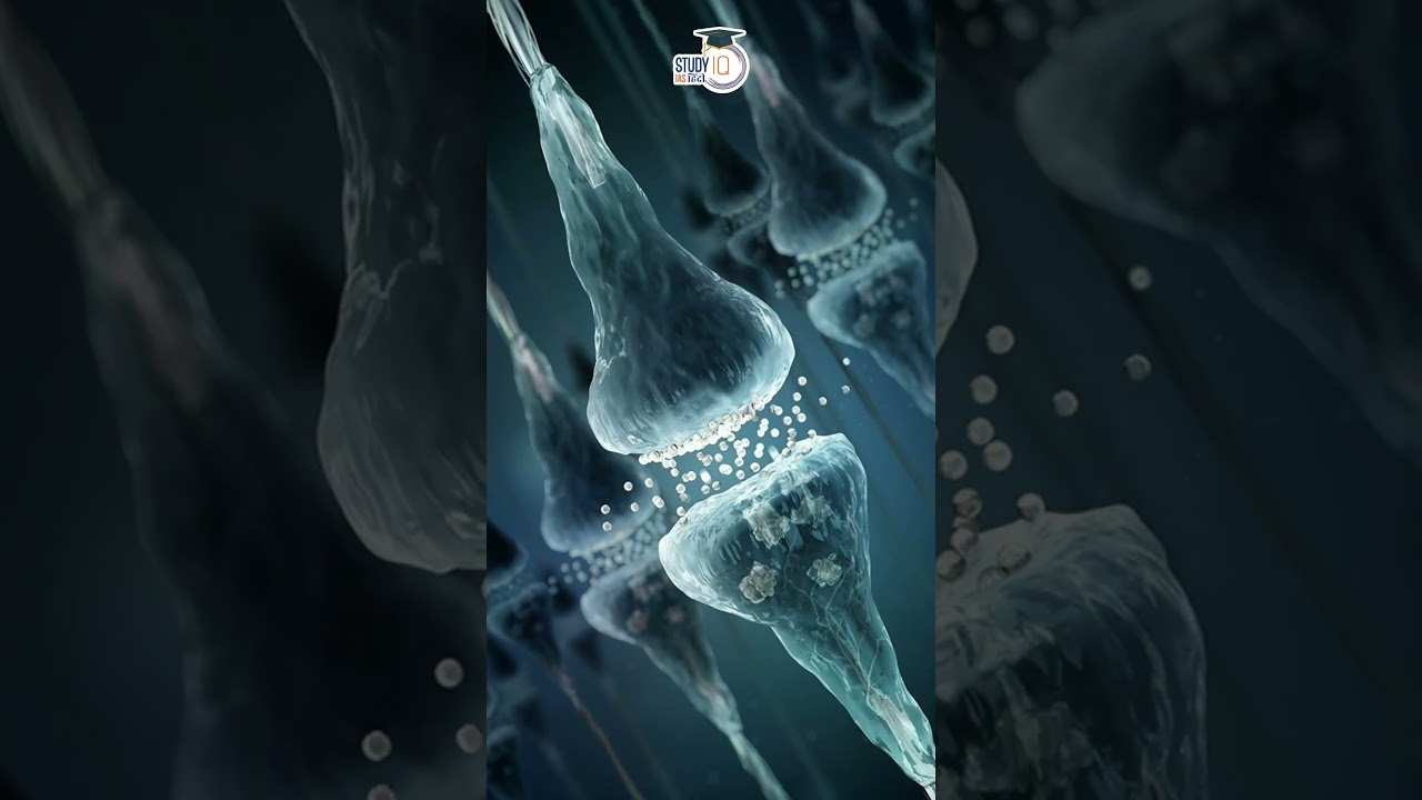 The Functions of Neurons: Unraveling the Brain's Building Blocks I Manish Sir I Studyiq IAS Hindi