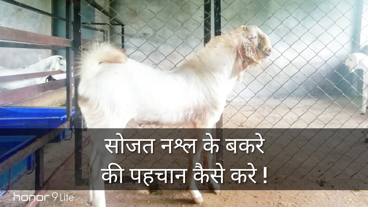 सोजत नश्ल के बकरे की पहचान कैसे करें ! How to identify sojat breed's goat