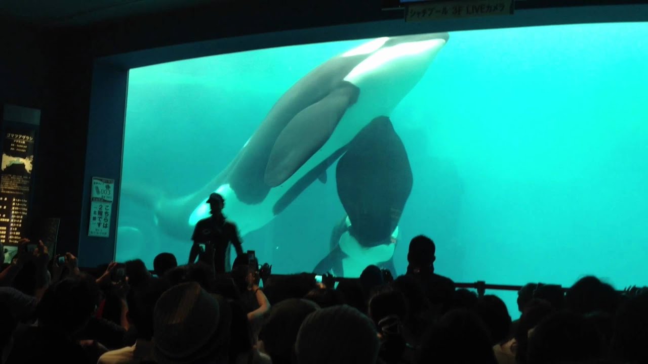 名古屋港水族館：シャチの公開トレーニング
