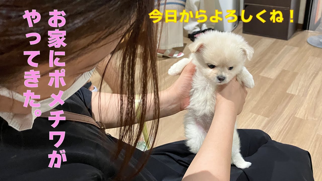 かわいい極小ポメチワが、ついにやってきた！