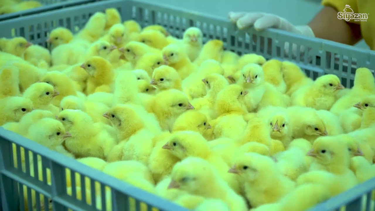 Süfrənizə Gələn Yolda Siyəzən Dadlı Toyuqlarının İnkubatoriya Müəssisəsi
