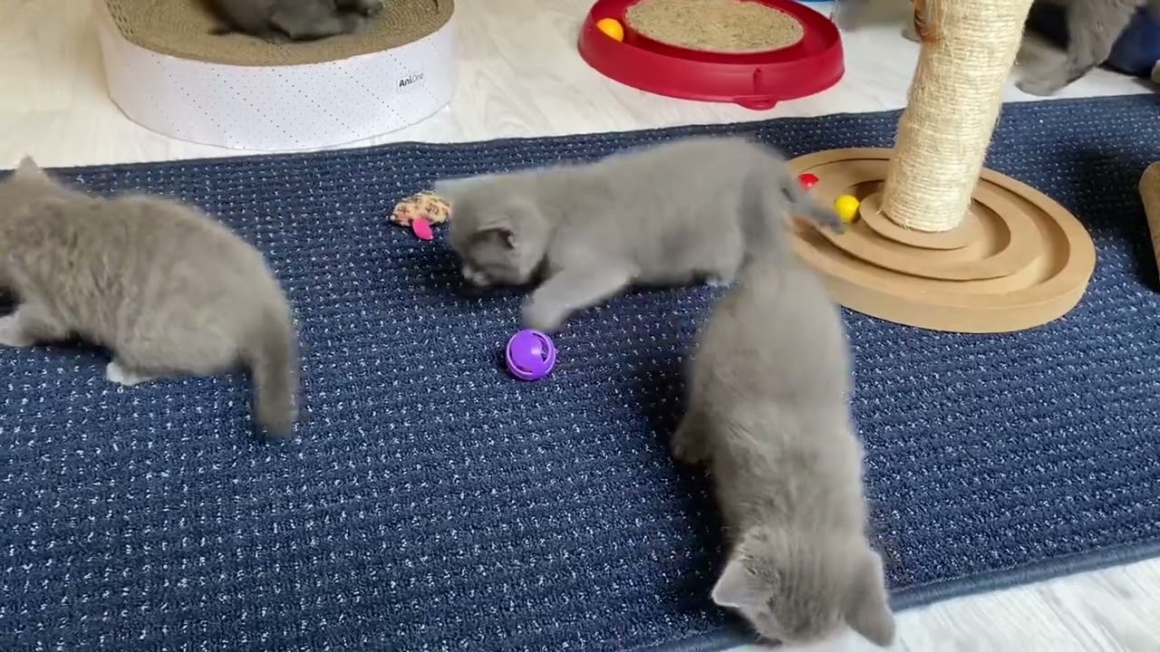 Chartreux/ Kart&auml;user K&auml;tzchen im Katzenkindergarten 🥰
