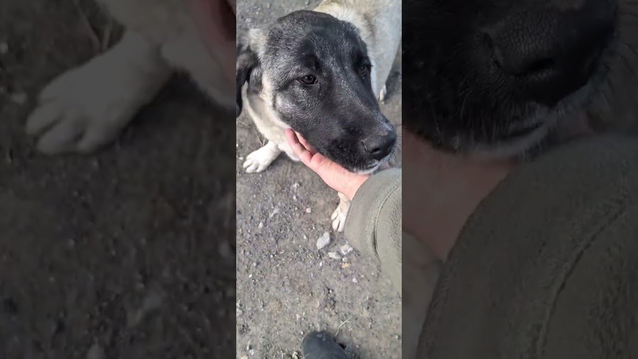 Une journ&eacute;e avec nos animaux adorables 🐾🐈🐔