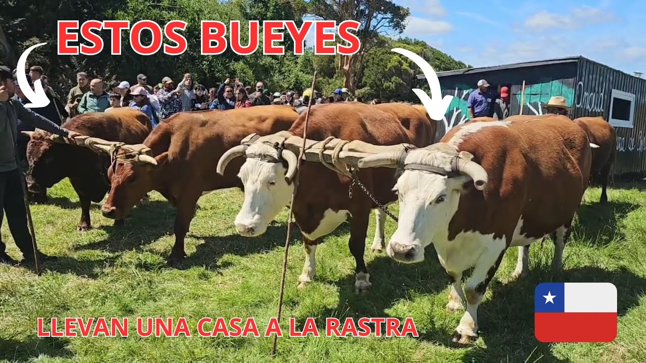 FAMILIA ARGENTINA EN CHILE TE MUESTRA TODO SOBRE LA TIRADURA DE CASA CON BUEYES