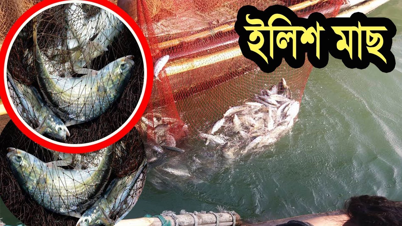 Live Hilsa Fish Catching  By Fisherman In Padma River | ইলিশ মাছ  ধরা | ইলিশ মাছ ধরার ভিডিও |