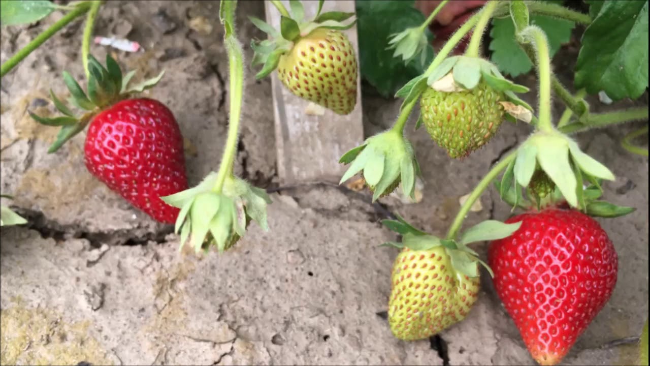 Evaluations of Four June Bearing Strawberry Varieties