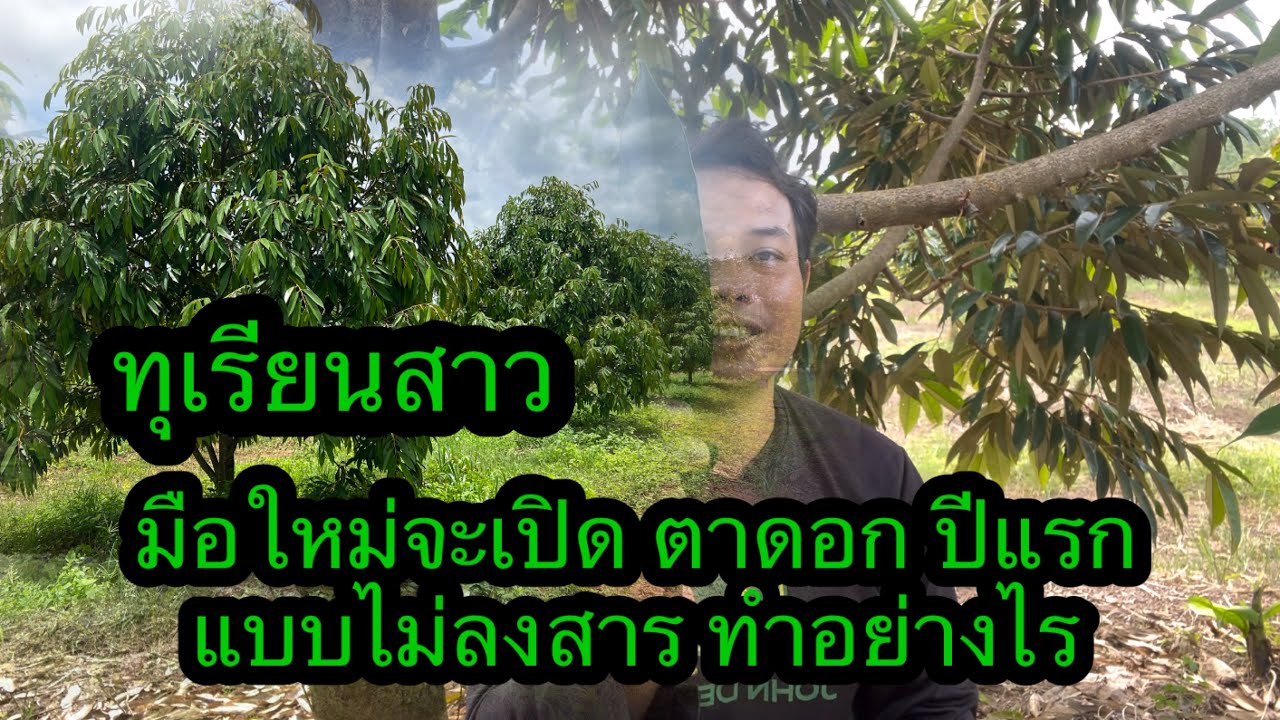 เปิดตาดอกทุเรียน ปีแรกแบบไม่ฉีดสาร สะสมอาหารอย่างเดียวทำแบบไหน | ￼เนมสวนลุงเลิศ