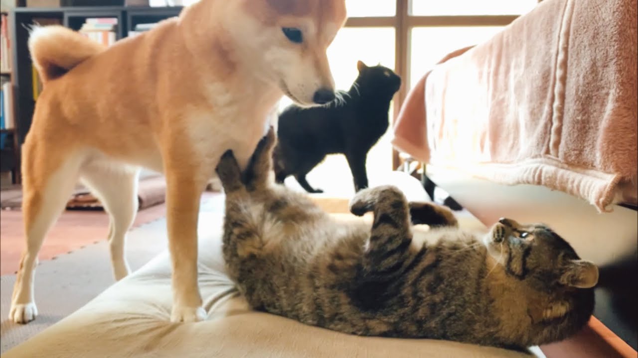 室内で過ごし始めた保護猫さん Play in the room with new cat