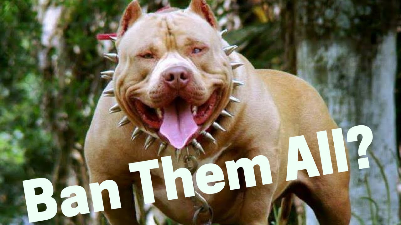 Are Pitbulls Dangerous And Aggressive? Should We Ban Them?