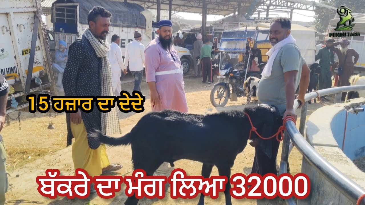 ਬੱਕਰੇ ਦਾ ਮੰਗ ਲਿਆ 32000 Maur Bakra Mandi #live_sauda #goatfarm  @goatstar94 @PenduFarm @RajuGoatFarm