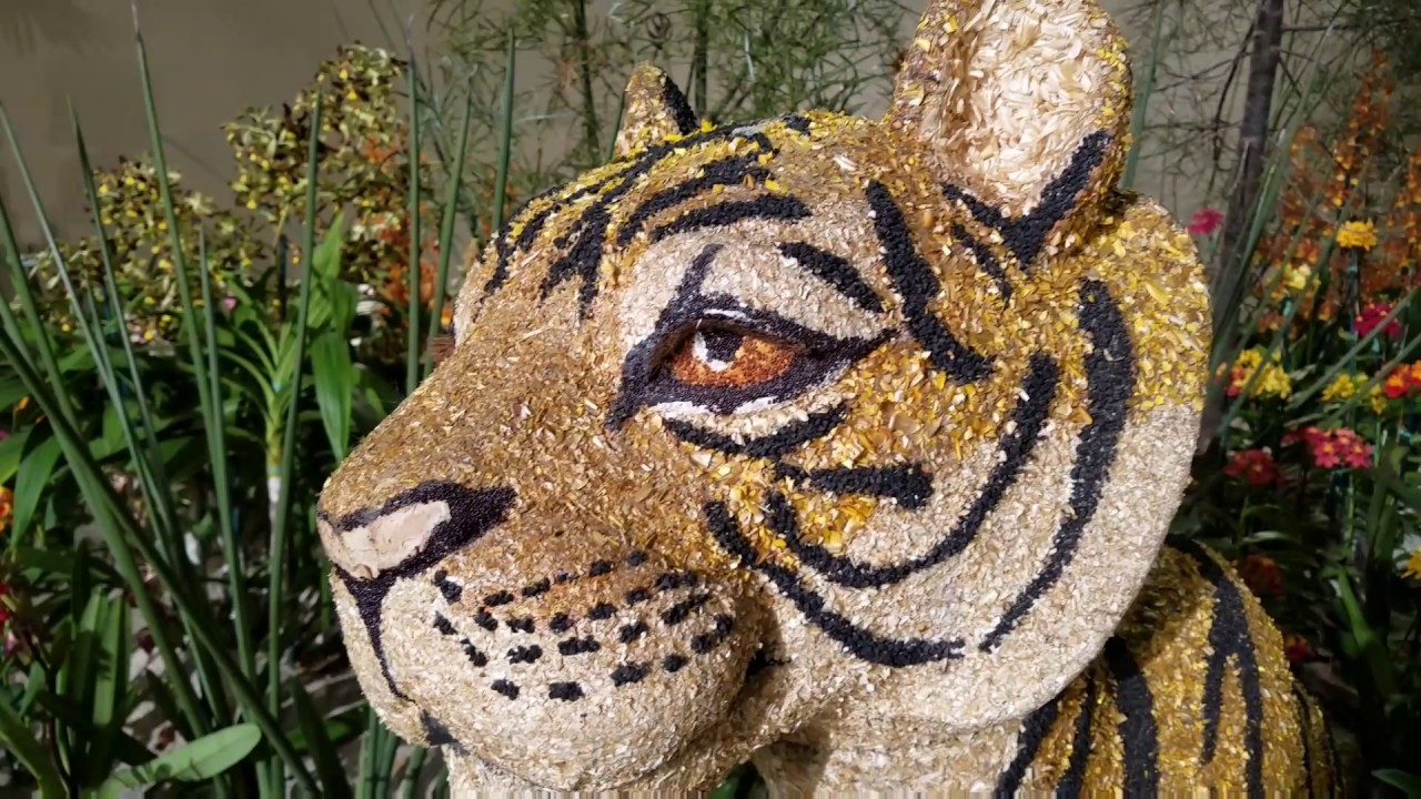2017 Santa Barbara Orchid Show Displays!