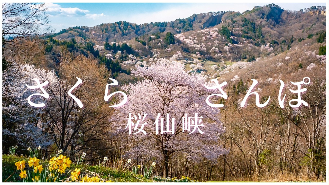 【お気に入りの桜スポット】ノスタルジックな桜さんぽ｜陸郷の桜仙峡