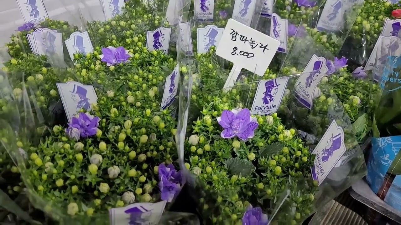 행복이네 꽃집  번개꽃시장  문자주문(택배) 010-4451-0807 