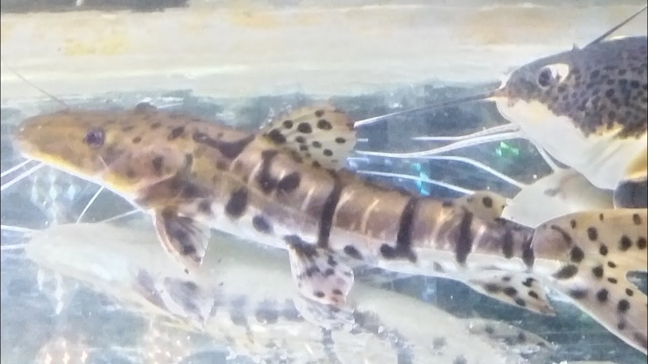 IKAN  PREDATORRR