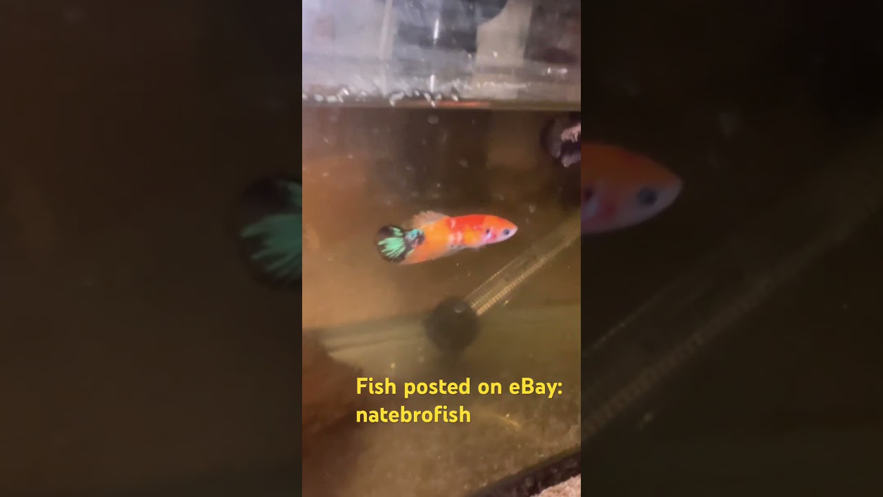 #aquarium #fishtanks #bettabreeding #bettabreeder #fishbreeding #bettafish #fishkeeping