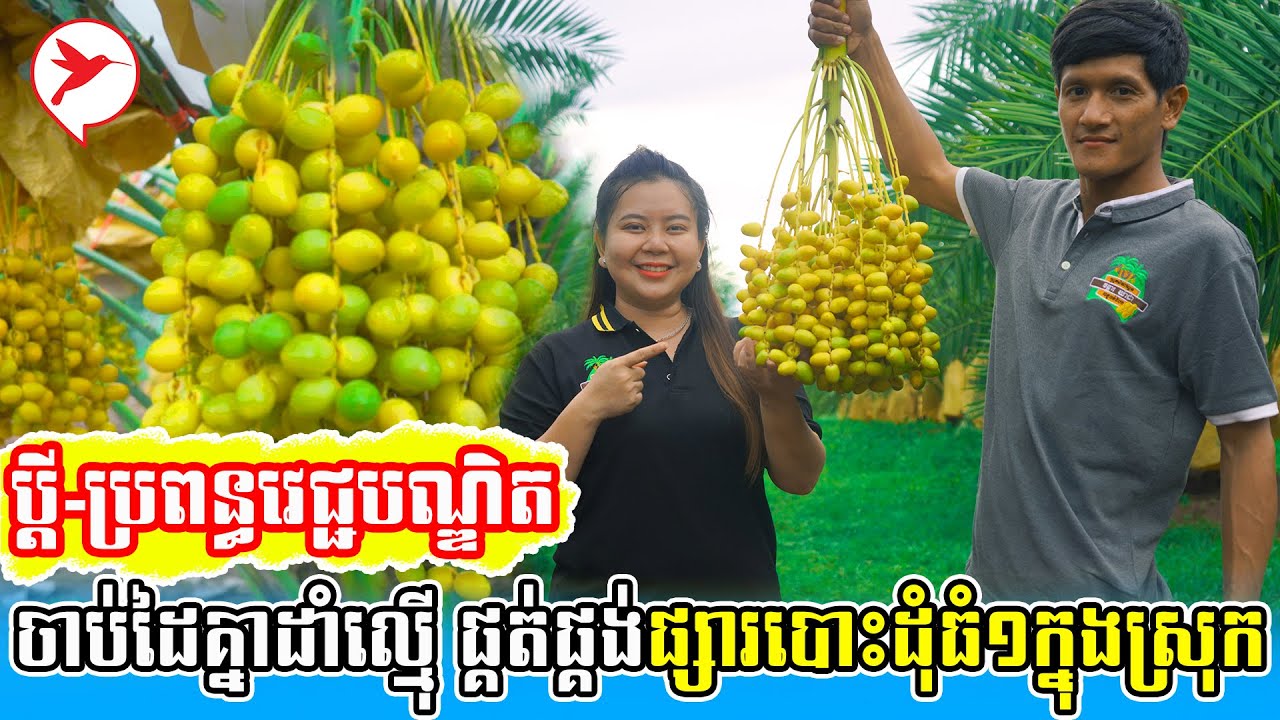 ប្តី-ប្រពន្ធវេជ្ជបណ្ឌិត ចាប់ដៃគ្នាដាំល្ម៉ើឲ្យផលជាទីគាប់ចិត្ត និងផ្គត់ផ្គង់ផ្សារបោះដុំក្នុងស្រុក