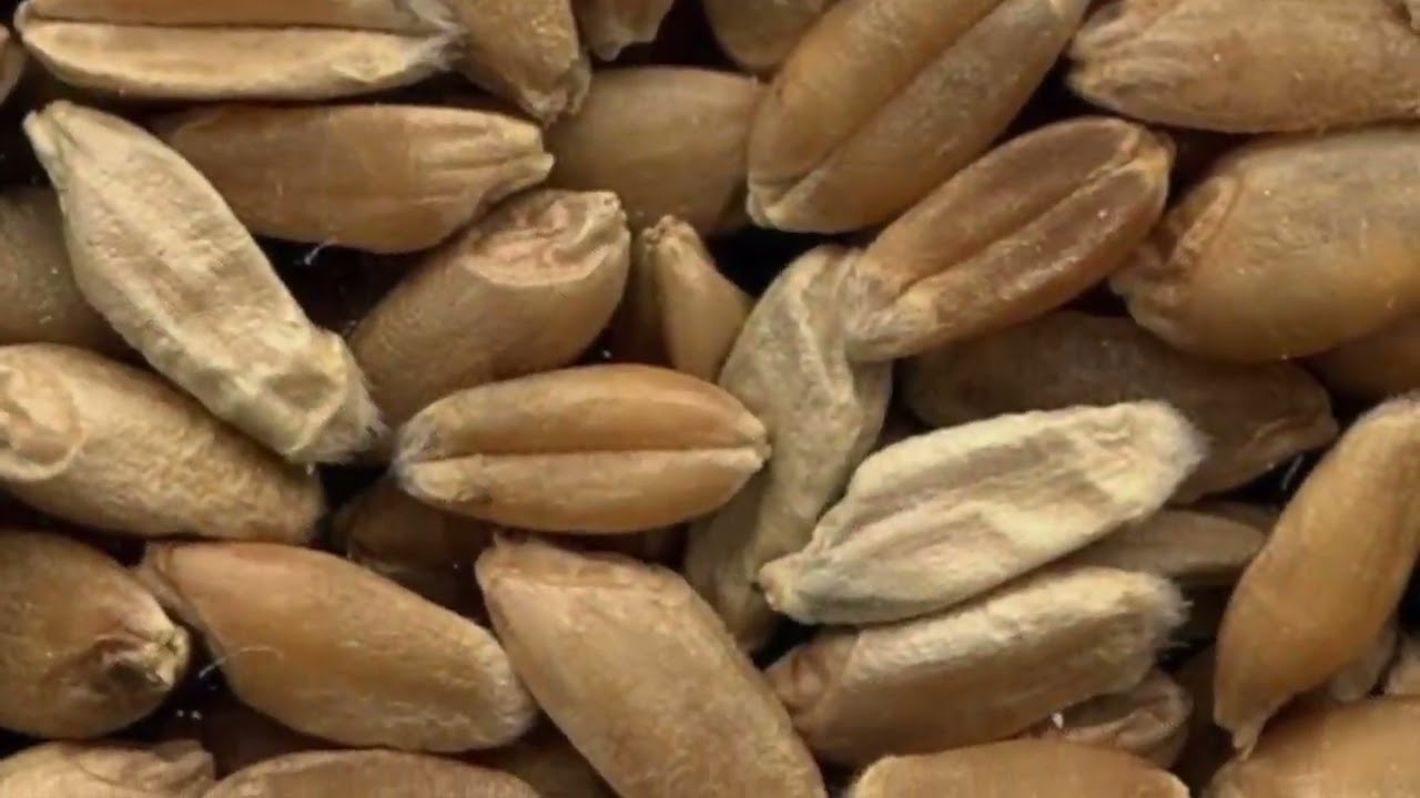 Wheat School: Fusarium head blight 101 — field history and weather combine to create risk