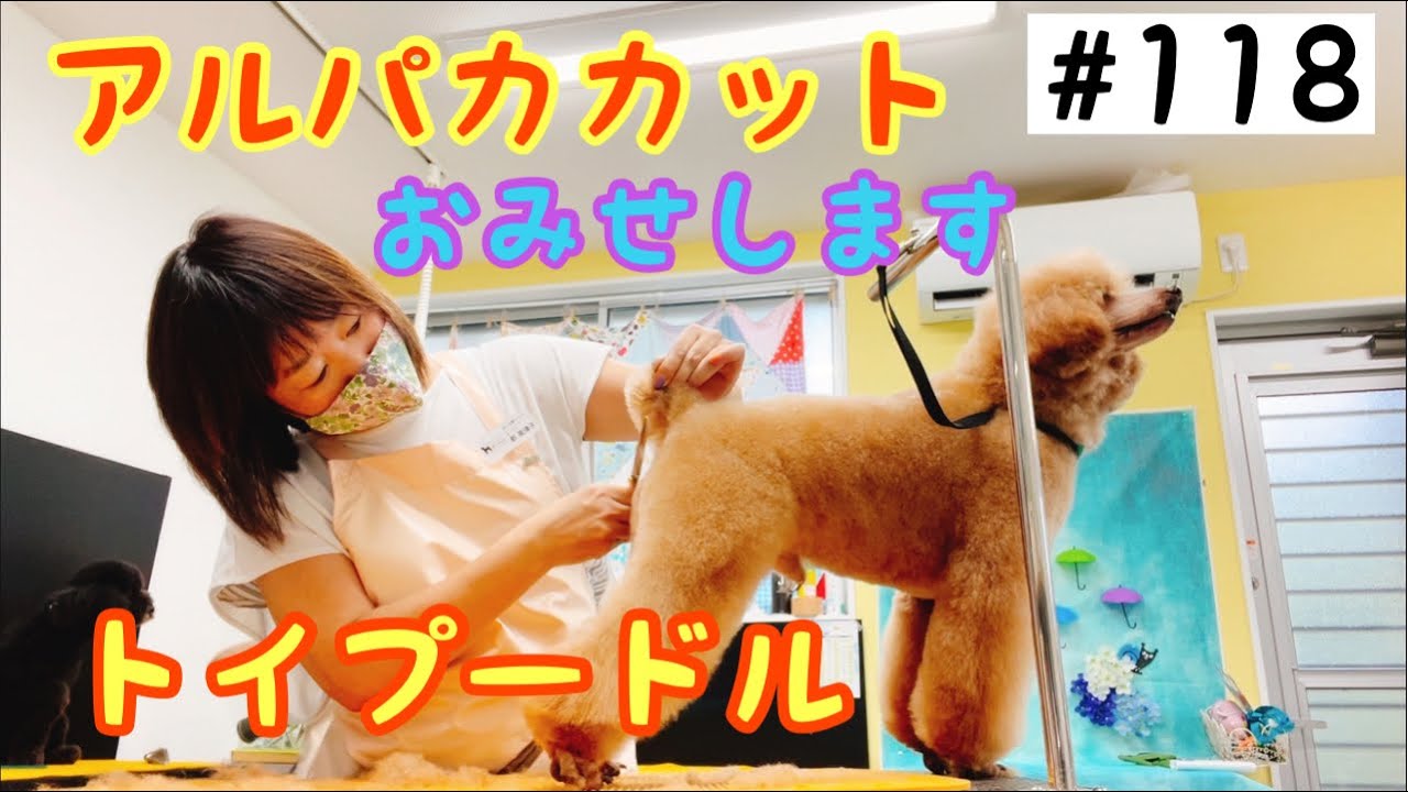 【アルパカカット】トイプードルのアルパカカットおみせします❣️オールシザー仕上げ❣️
