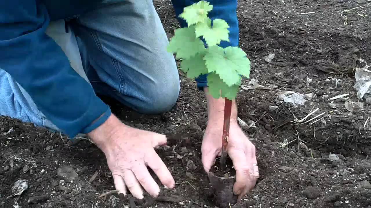 Planting Green Graft Grapevines at Cloud Mountain