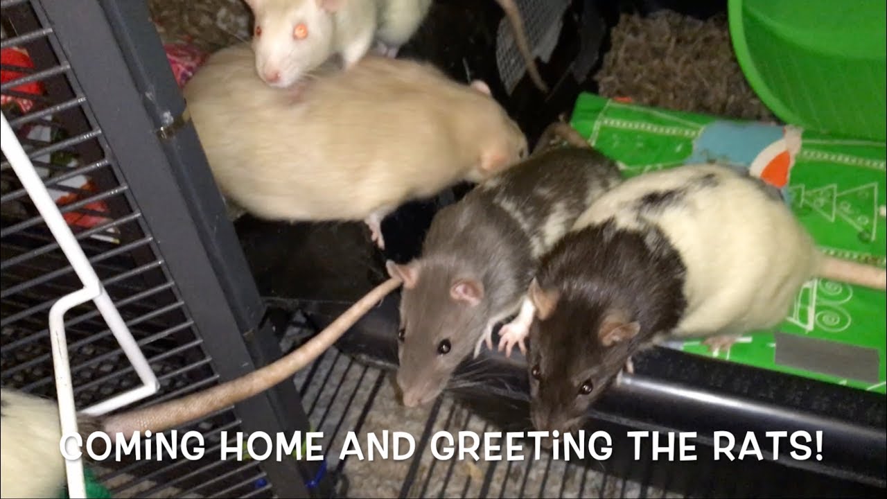Greeting the Rats After a Long Trip!