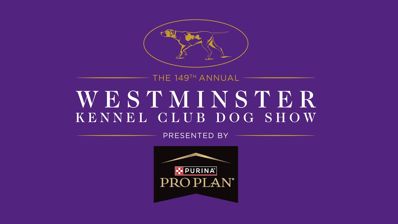 Masters Agility Championship Finals | Westminster Kennel Club 2025