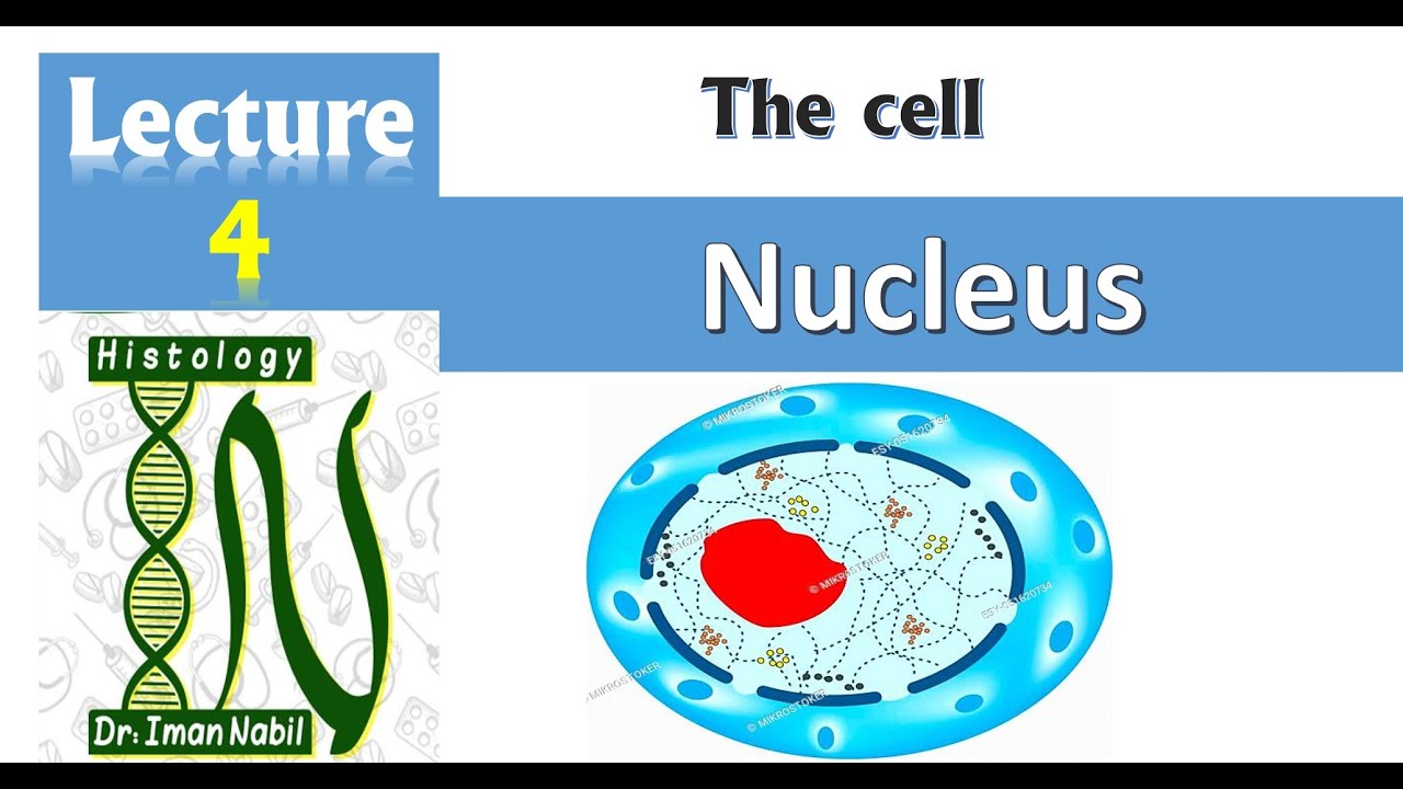 4-Nucleus-Cell- Histology