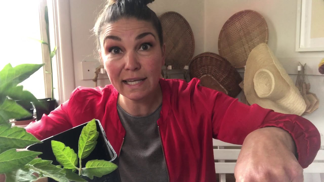 Plantera Om Tomat Och Varf&ouml;r Aldrig Toppar