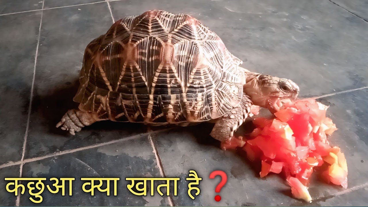 कछुआ क्या खाता है❓//#कछुआ //#कछुआ क्या खाता है❓