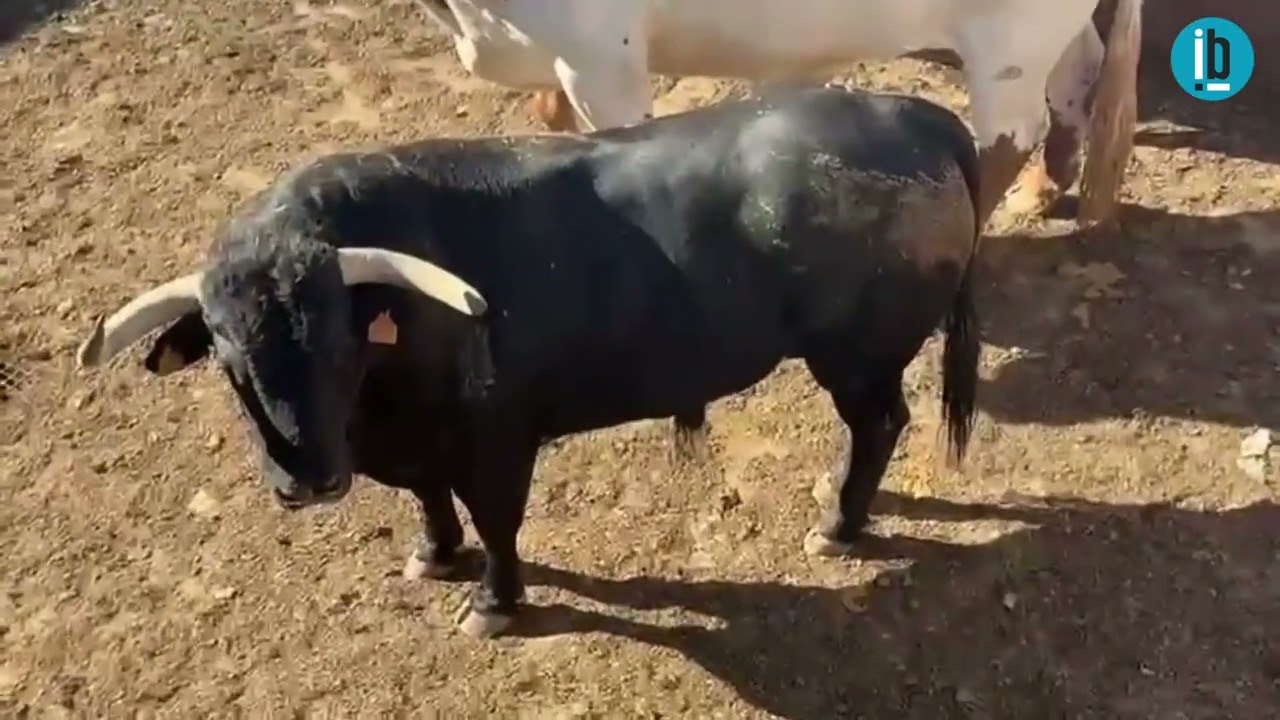 Comediante se dirige a Benavente desde la ganadería de Zalduendo