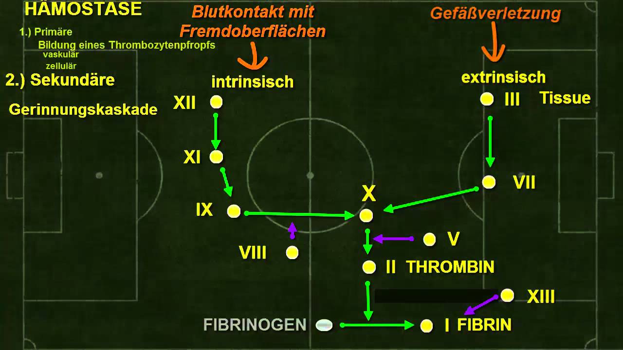 Physiologie ─ Physiologie des Gerinnungssystems Thrombo 1972 vs  1. FC Hämo