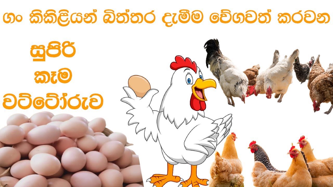 ගං කුකුළන් සදහා සුපිරි කෑම වට්ටෝරුව | Biththara Gam Kukul Kema Sinhala
