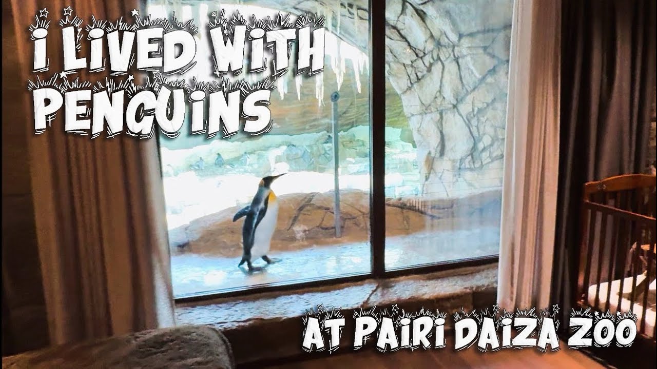 I LIVED WITH PENGUINS at Pairi Daiza Zoo