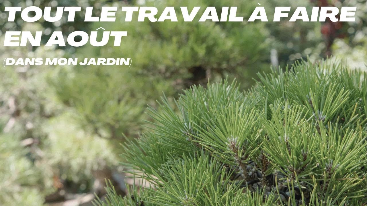 Tout le travail à faire en août (dans mon jardin)