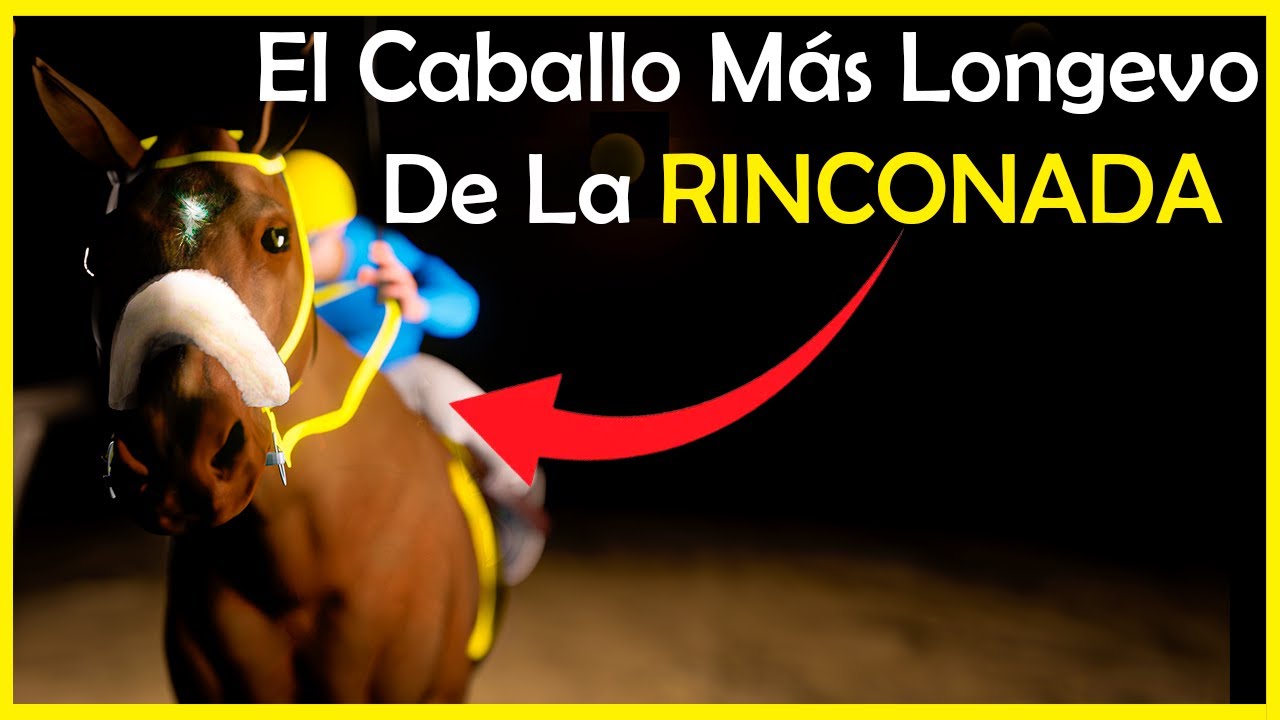 𝗘𝗟 𝗚𝗥𝗔𝗡 𝗦𝗢𝗟 ☀️ La Historia del Caballo de Carreras que llevó al Hipismo de VENEZUELA a otro nivel 🏇🏇
