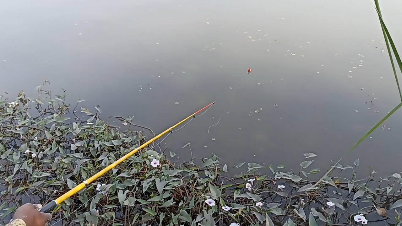 new fishing video/ unbelievable fishing / Village fishing/ monster size fish hunting #fishing
