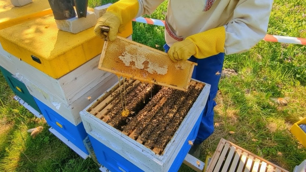 Will I buy a new car with the honey I collected from rapeseed blossoms? (NO!)
