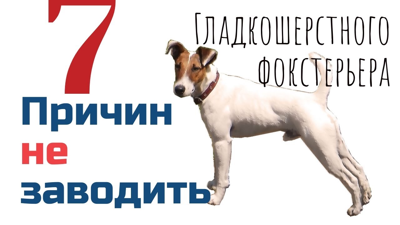 Топ 7 причин НЕ заводить гладкошерстного фокстерьера/Фоксблог