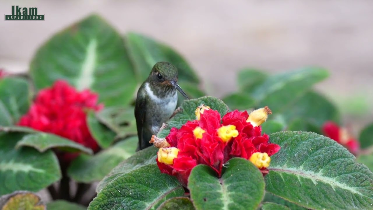 Ecuadorian Piedtail (Phlogophilus hemileucurus) at Alto Mayo Protected Forest, San Martin - Peru