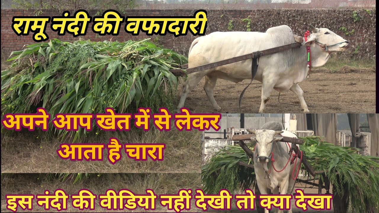रामू नंदी की वफादारी । अपने आप खेत से लेकर आता है चारा गौशाला तक