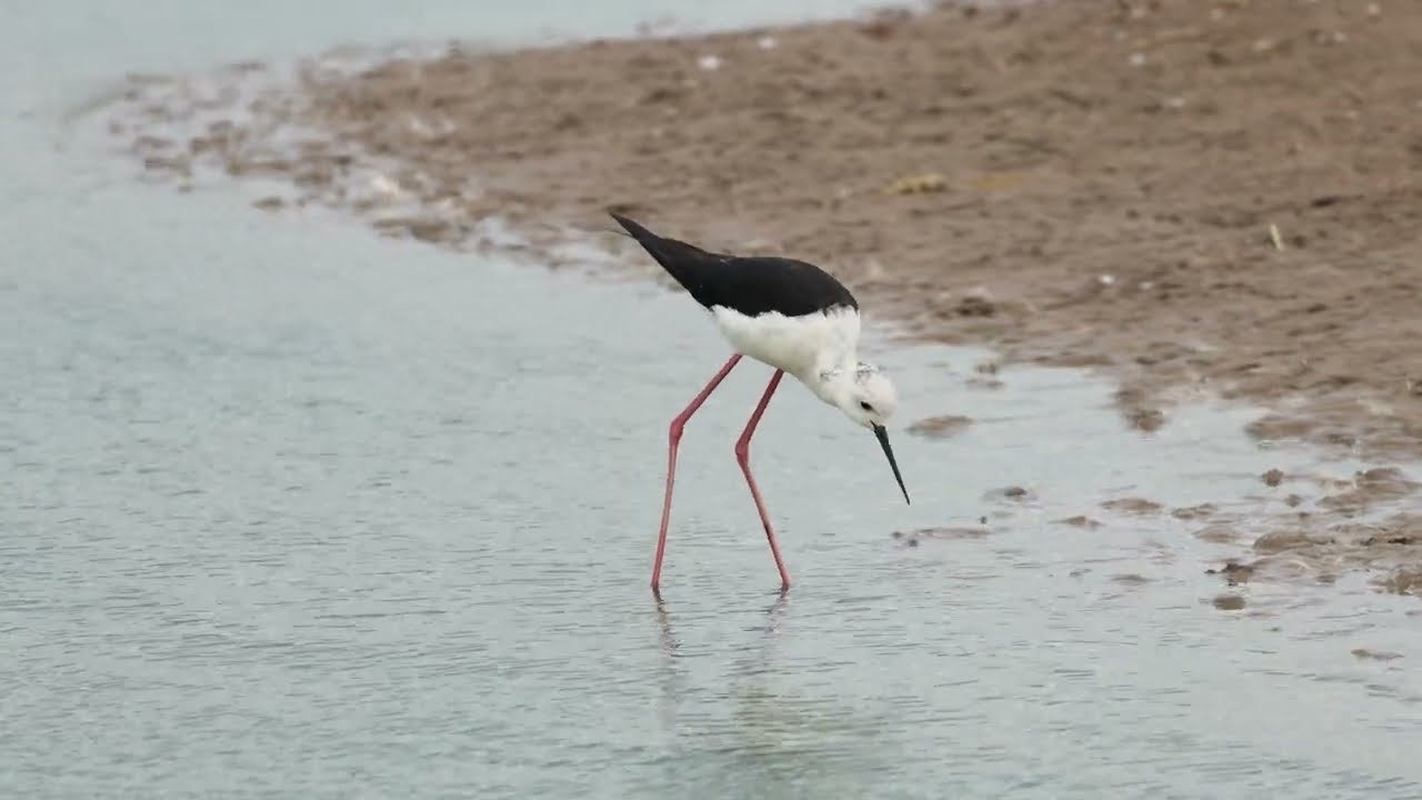 Black-winged Stilt, Frampton Marsh RSPB, Lincolnshire, 30/7/23