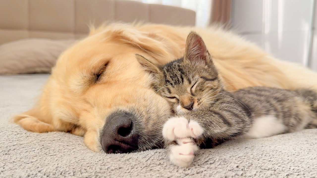 Cute Kitten Can't Hide His Love For Dog [Cuteness Overload]