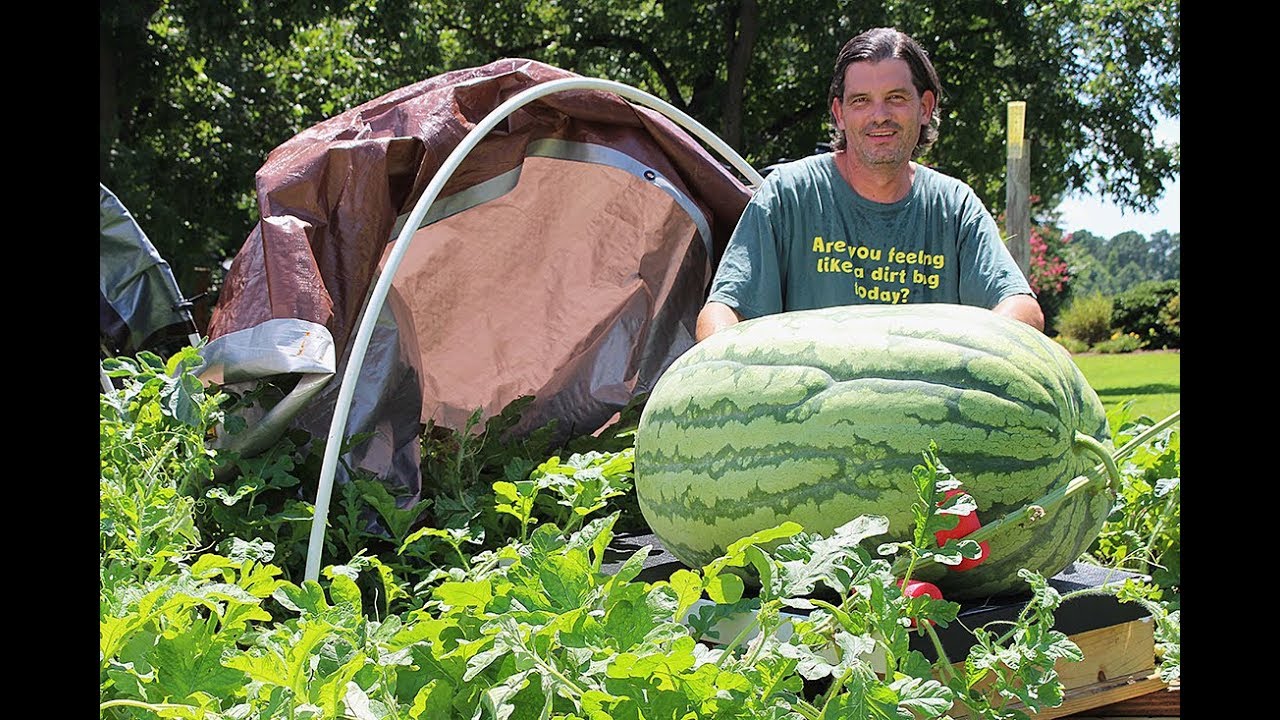 Growing Giant Watermelons with Todd Dawson and Soil3