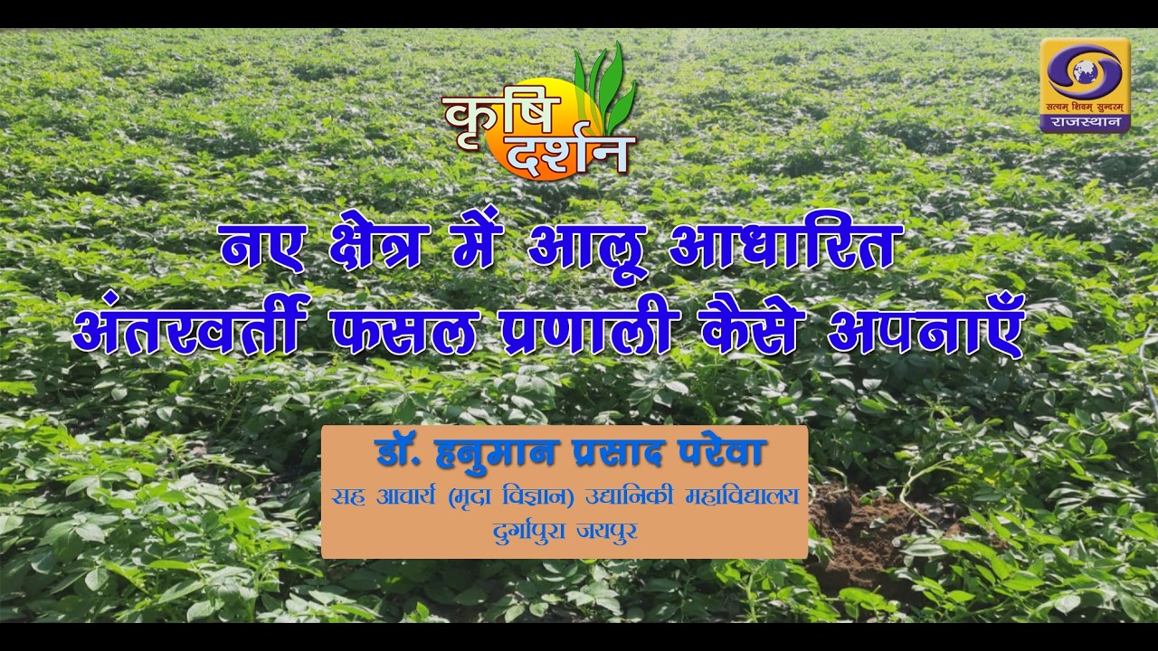 KRISHI DARSHAN || नए क्षेत्र में आलू आधारित अंतरवर्ती फसल प्रणाली कैसे अपनाएँ || DD RAJASTHAN