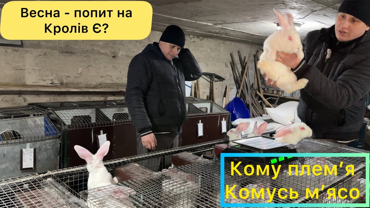 ВЕСНА ПРИЙШЛА ЛІД ПІШОВ! СКАЖЕНИЙ ПОПИТ НА КРОЛІВ Є? ЦІНА МАКУХИ, ВИСІВОК В БЕРЕЗНІ? РОБОТА НА ФЕРМІ