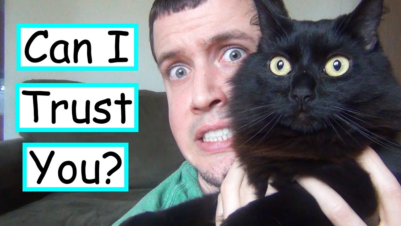 Are Cats Domesticated?