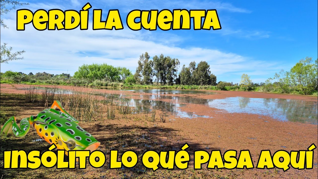 LAGUNA LLENO de TARARIRAS en CANELONES, CADA LANCE era UN ATAQUE