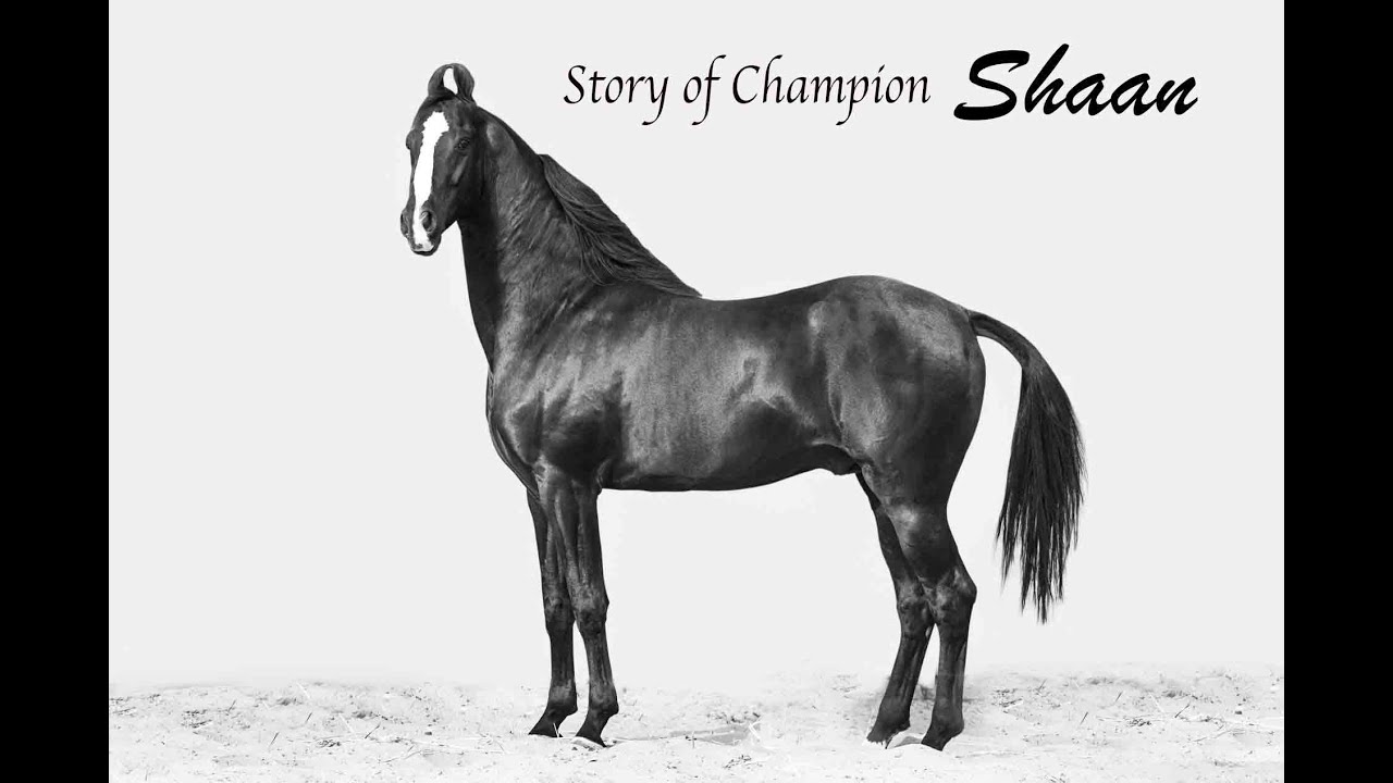 Horse Marwari Stallion Champion Shaan owner Dara singh 9781256193